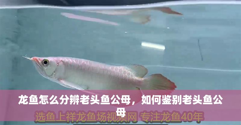 龍魚怎么分辨老頭魚公母，如何鑒別老頭魚公母