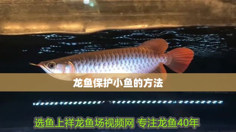 龍魚保護小魚的方法 龍魚保護小魚的方法 龍魚百科 第2張