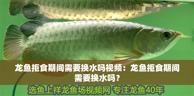 龍魚拒食期間需要換水嗎視頻：龍魚拒食期間需要換水嗎？