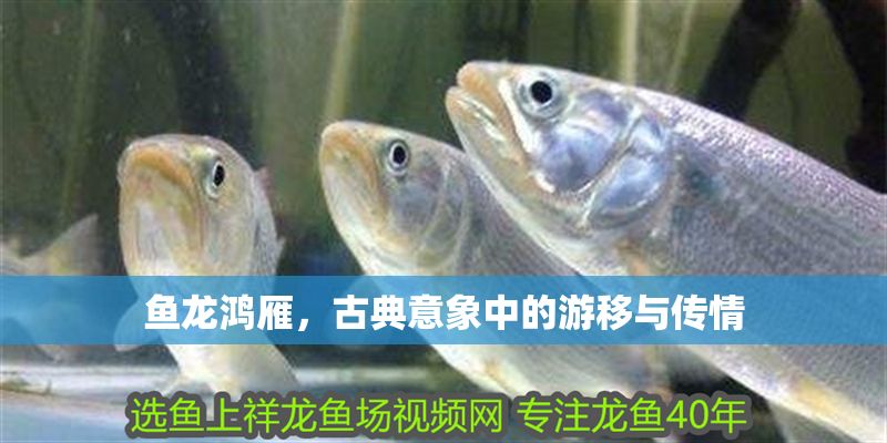 魚龍鴻雁，古典意象中的游移與傳情