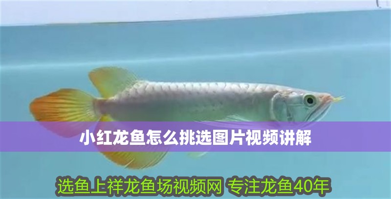 小紅龍魚怎么挑選圖片視頻講解