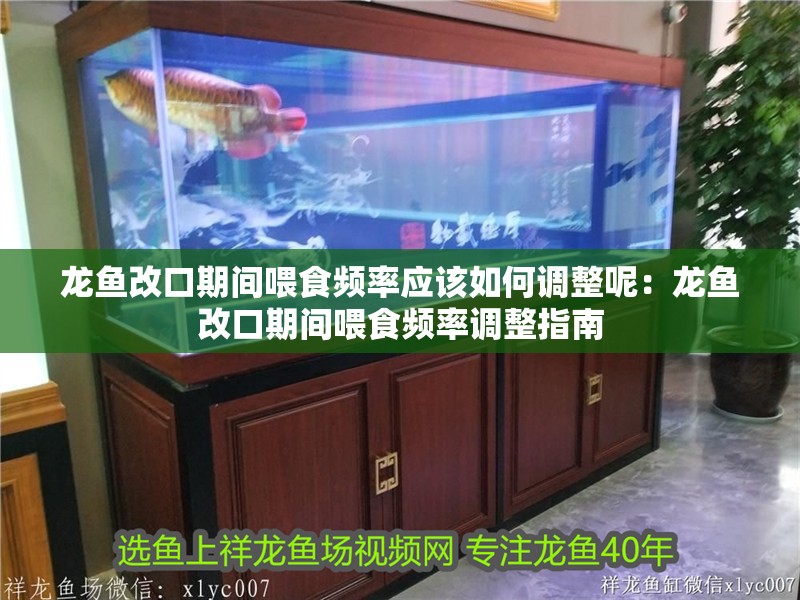 龍魚改口期間喂食頻率應(yīng)該如何調(diào)整呢：龍魚改口期間喂食頻率調(diào)整指南