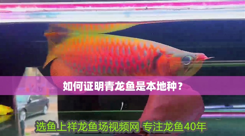 如何證明青龍魚是本地種？