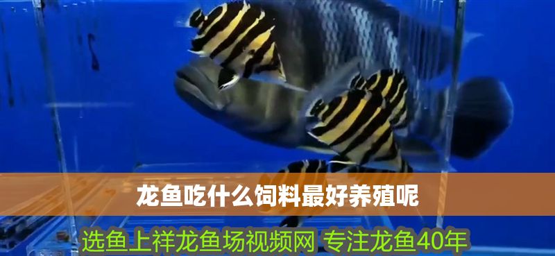龍魚吃什么飼料最好養殖呢