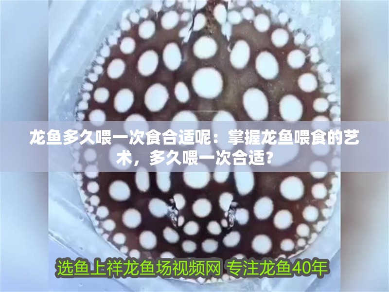 龍魚多久喂一次食合適呢：掌握龍魚喂食的藝術(shù)，多久喂一次合適？