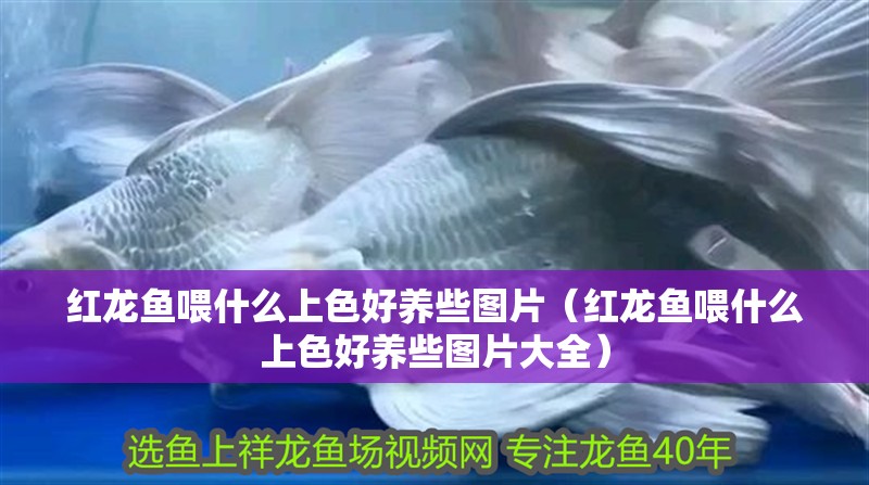 紅龍魚喂什么上色好養些圖片（紅龍魚喂什么上色好養些圖片大全）