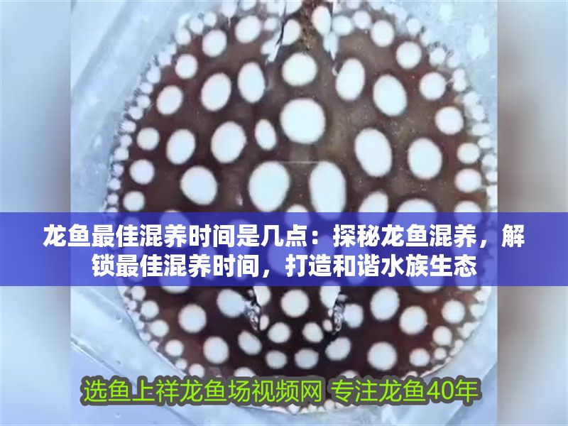 龍魚最佳混養(yǎng)時(shí)間是幾點(diǎn)：探秘龍魚混養(yǎng)，解鎖最佳混養(yǎng)時(shí)間，打造和諧水族生態(tài)