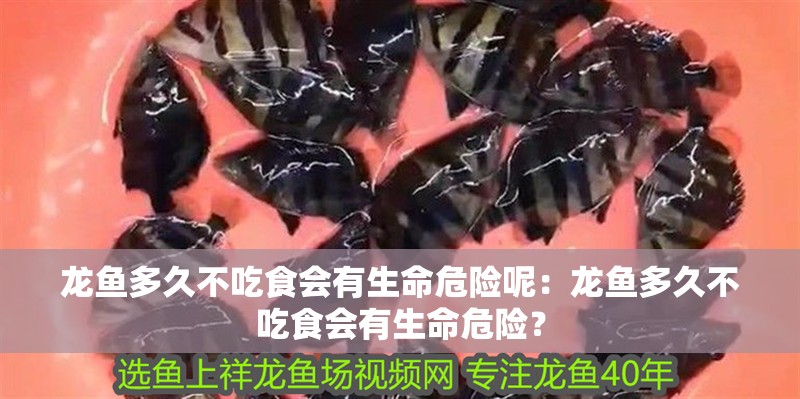 龍魚多久不吃食會有生命危險呢：龍魚多久不吃食會有生命危險？