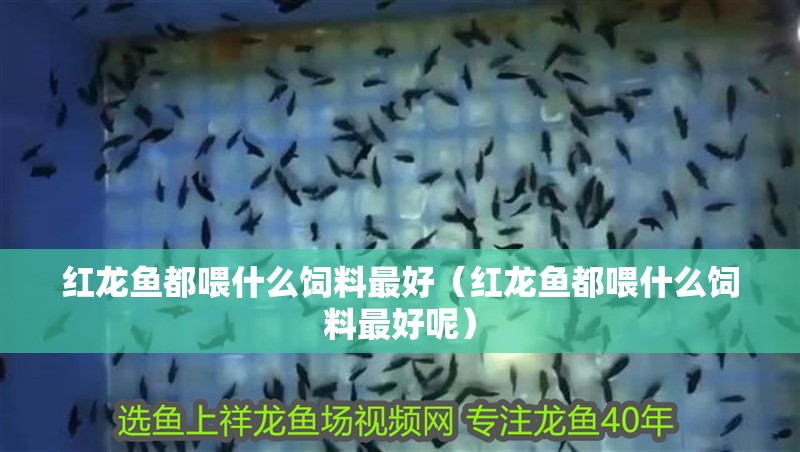 紅龍魚都喂什么飼料最好（紅龍魚都喂什么飼料最好呢）