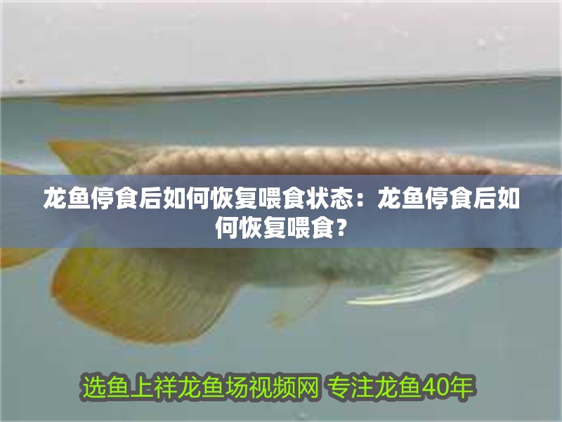 龍魚停食后如何恢復(fù)喂食狀態(tài)：龍魚停食后如何恢復(fù)喂食？
