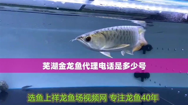 蕪湖金龍魚代理電話是多少號
