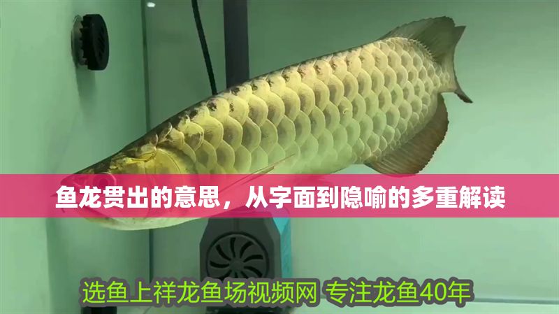 魚龍貫出的意思，從字面到隱喻的多重解讀
