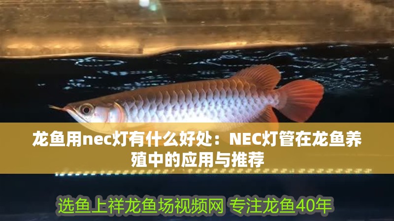 龍魚用nec燈有什么好處：NEC燈管在龍魚養(yǎng)殖中的應(yīng)用與推薦