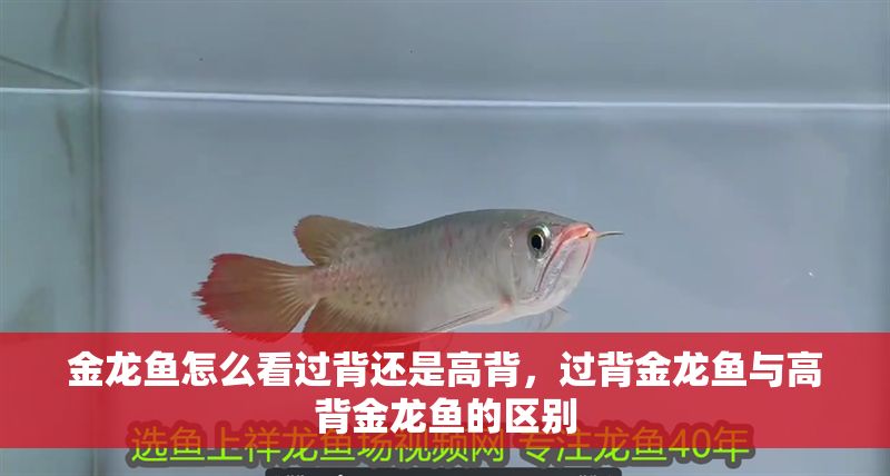金龍魚怎么看過背還是高背，過背金龍魚與高背金龍魚的區別