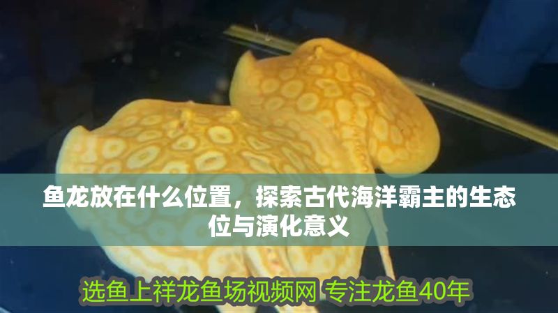 魚龍放在什么位置，探索古代海洋霸主的生態位與演化意義
