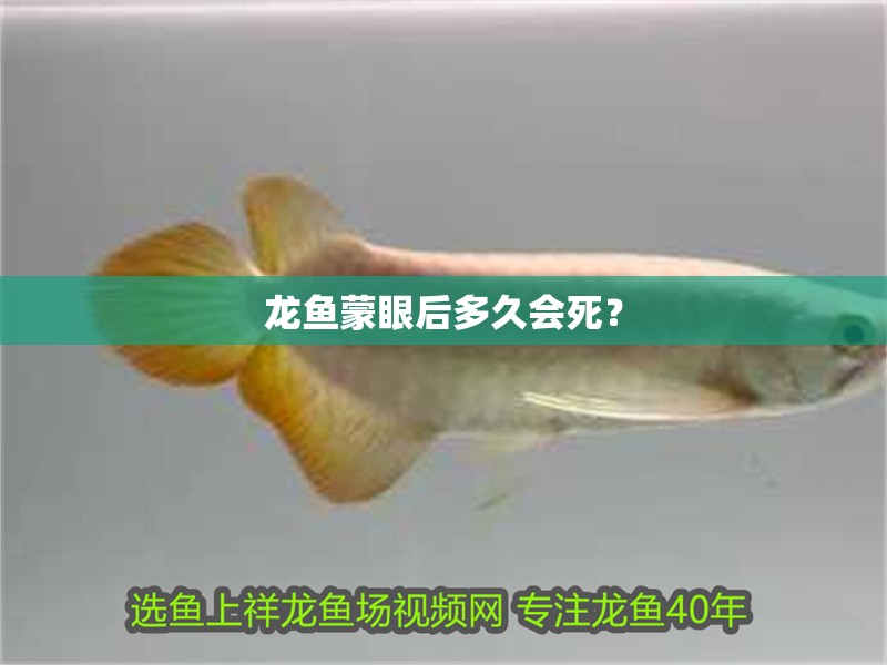 龍魚蒙眼后多久會死？