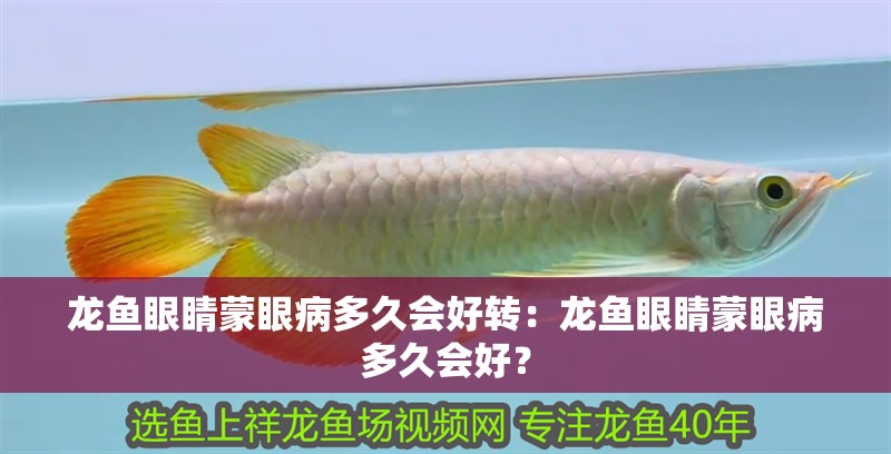 龍魚眼睛蒙眼病多久會好轉：龍魚眼睛蒙眼病多久會好？