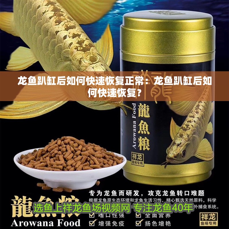 龍魚趴缸后如何快速恢復正常：龍魚趴缸后如何快速恢復？
