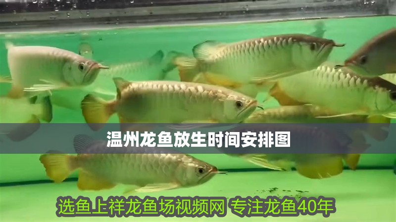 溫州龍魚放生時(shí)間安排圖