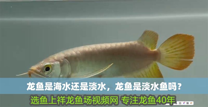 龍魚是海水還是淡水，龍魚是淡水魚嗎？