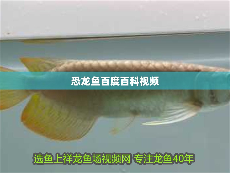 恐龍魚百度百科視頻