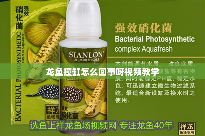 龍魚撞缸怎么回事呀視頻教學