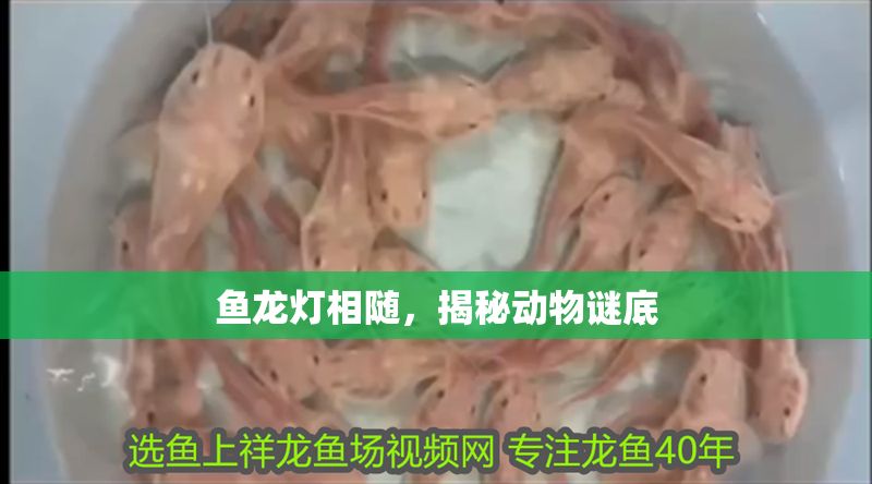 魚龍燈相隨，揭秘動物謎底 魚龍燈相隨，揭秘動物謎底 龍魚百科 第1張