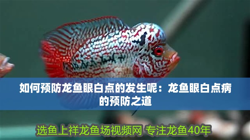 如何預防龍魚眼白點的發生呢：龍魚眼白點病的預防之道