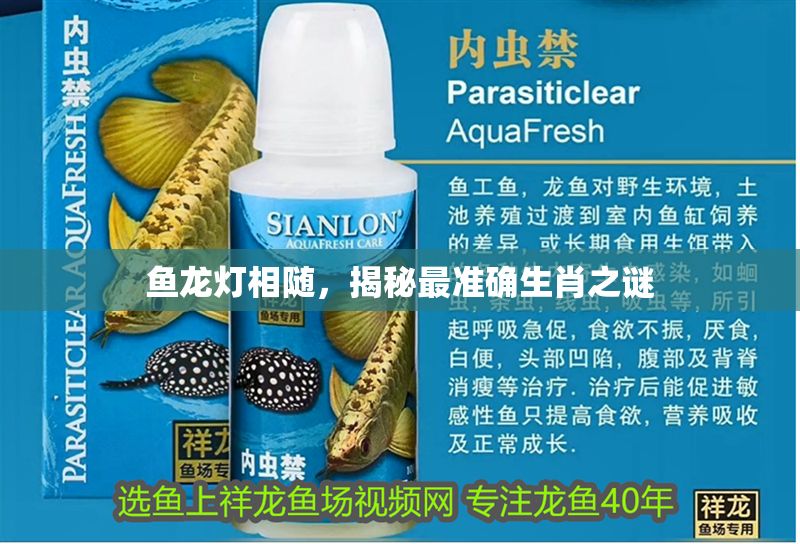 魚龍燈相隨，揭秘最準(zhǔn)確生肖之謎