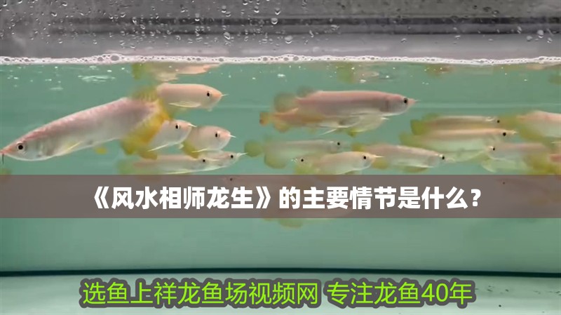 《風水相師龍生》的主要情節是什么？