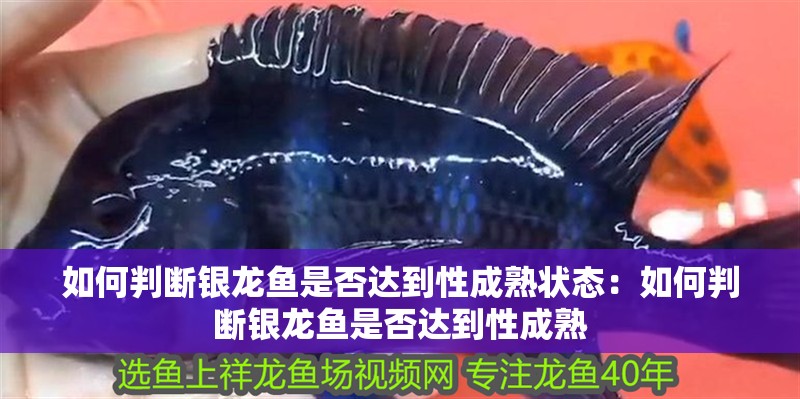 如何判斷銀龍魚是否達到性成熟狀態(tài)：如何判斷銀龍魚是否達到性成熟