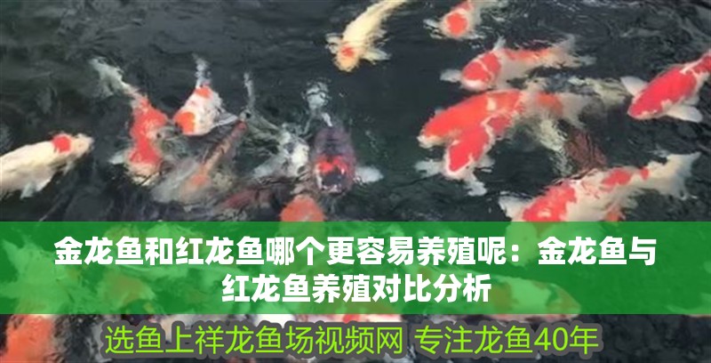 金龍魚和紅龍魚哪個更容易養殖呢：金龍魚與紅龍魚養殖對比分析