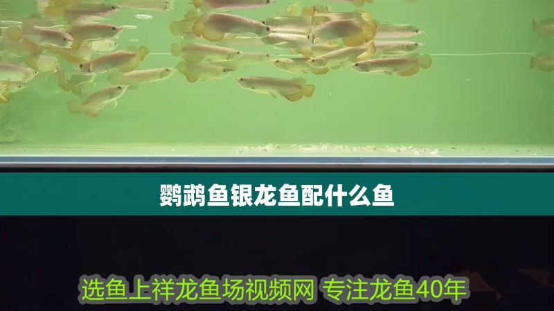 鸚鵡魚銀龍魚配什么魚