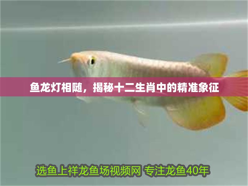 魚龍燈相隨，揭秘十二生肖中的精準象征