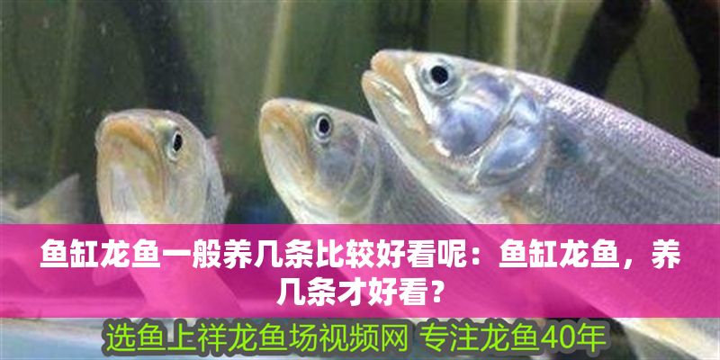 魚缸龍魚一般養(yǎng)幾條比較好看呢：魚缸龍魚，養(yǎng)幾條才好看？
