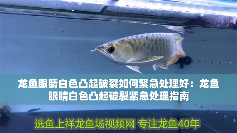 龍魚眼睛白色凸起破裂如何緊急處理好：龍魚眼睛白色凸起破裂緊急處理指南