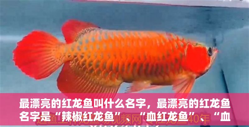 最漂亮的紅龍魚叫什么名字，最漂亮的紅龍魚名字是“辣椒紅龍魚”、“血紅龍魚”、“血紅龍魚”