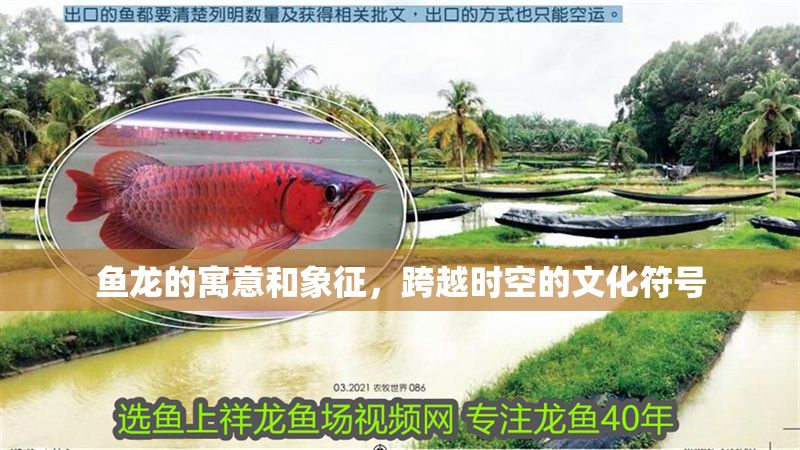 魚龍的寓意和象征，跨越時空的文化符號