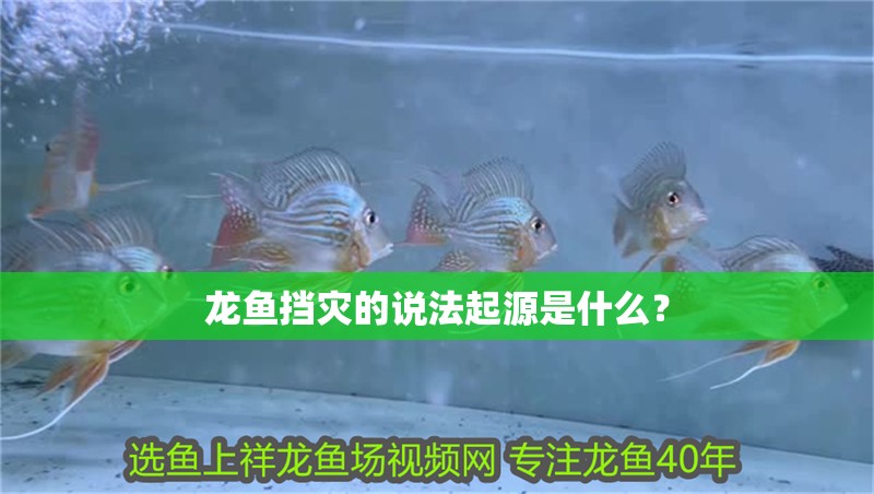 龍魚擋災的說法起源是什么？