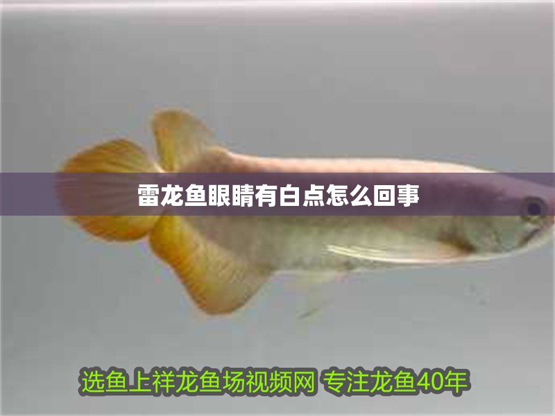 雷龍魚眼睛有白點怎么回事