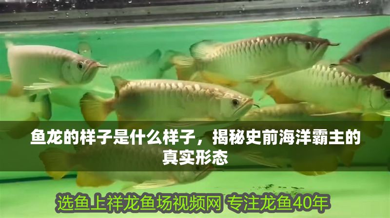 魚龍的樣子是什么樣子，揭秘史前海洋霸主的真實形態
