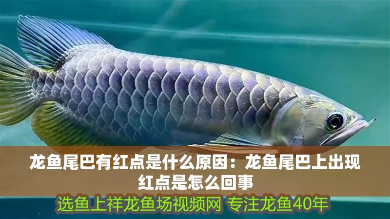 龍魚尾巴有紅點是什么原因：龍魚尾巴上出現紅點是怎么回事