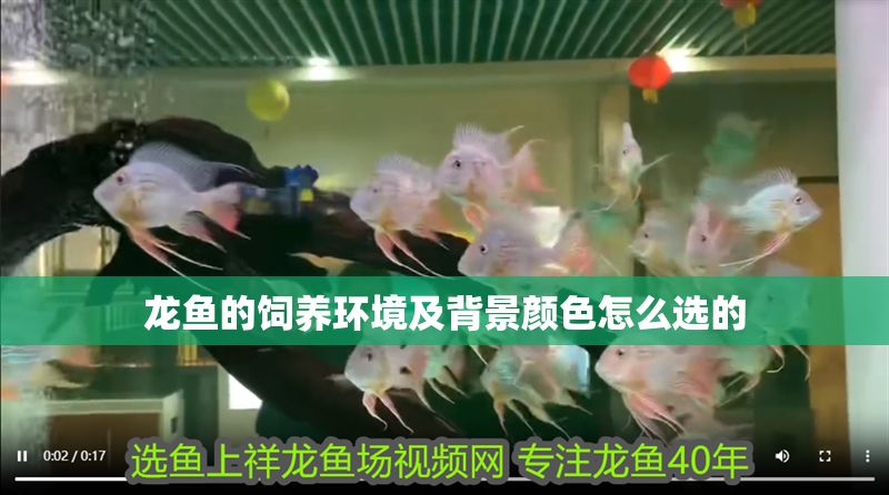 龍魚的飼養環境及背景顏色怎么選的