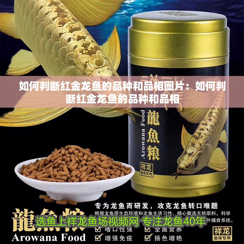 如何判斷紅金龍魚的品種和品相圖片：如何判斷紅金龍魚的品種和品相