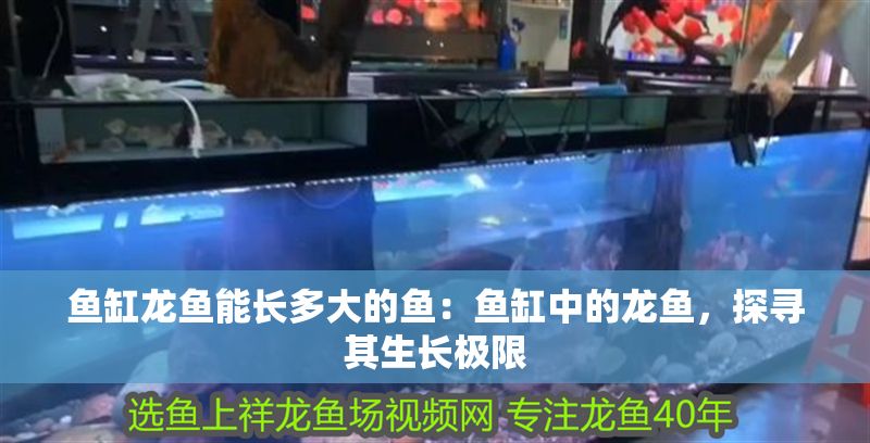 魚缸龍魚能長多大的魚：魚缸中的龍魚，探尋其生長極限