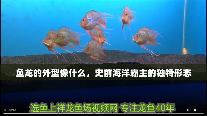 魚龍的外型像什么，史前海洋霸主的獨特形態