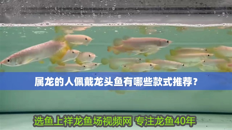 龍魚干蝦有營養嗎 屬龍的人佩戴龍頭魚有哪些款式推薦? 龍魚百科 屬龍的人佩戴龍頭魚有哪些款式推薦? 屬龍的人佩戴龍頭魚有哪些款式推薦? 龍魚百科