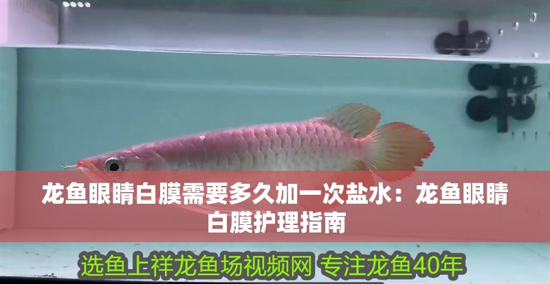 龍魚眼睛白膜需要多久加一次鹽水：龍魚眼睛白膜護(hù)理指南