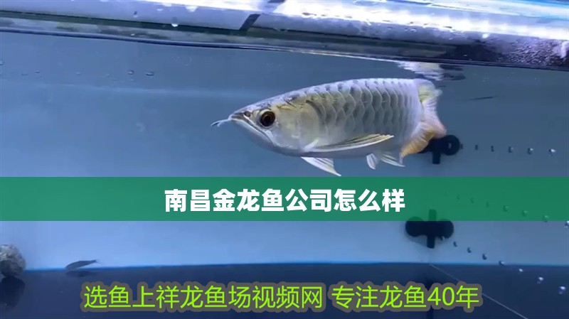 南昌金龍魚公司怎么樣