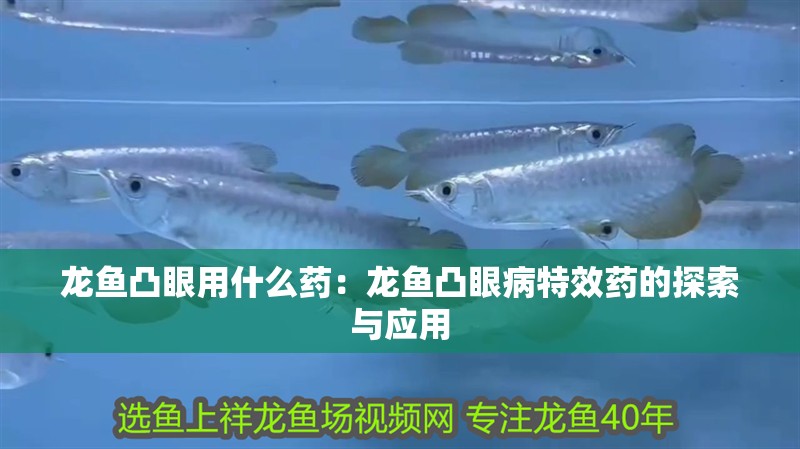 龍魚凸眼用什么藥：龍魚凸眼病特效藥的探索與應(yīng)用